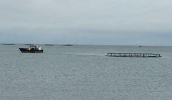 Ongoing Cage Refurbishment Work - Glenarm Organic Salmon